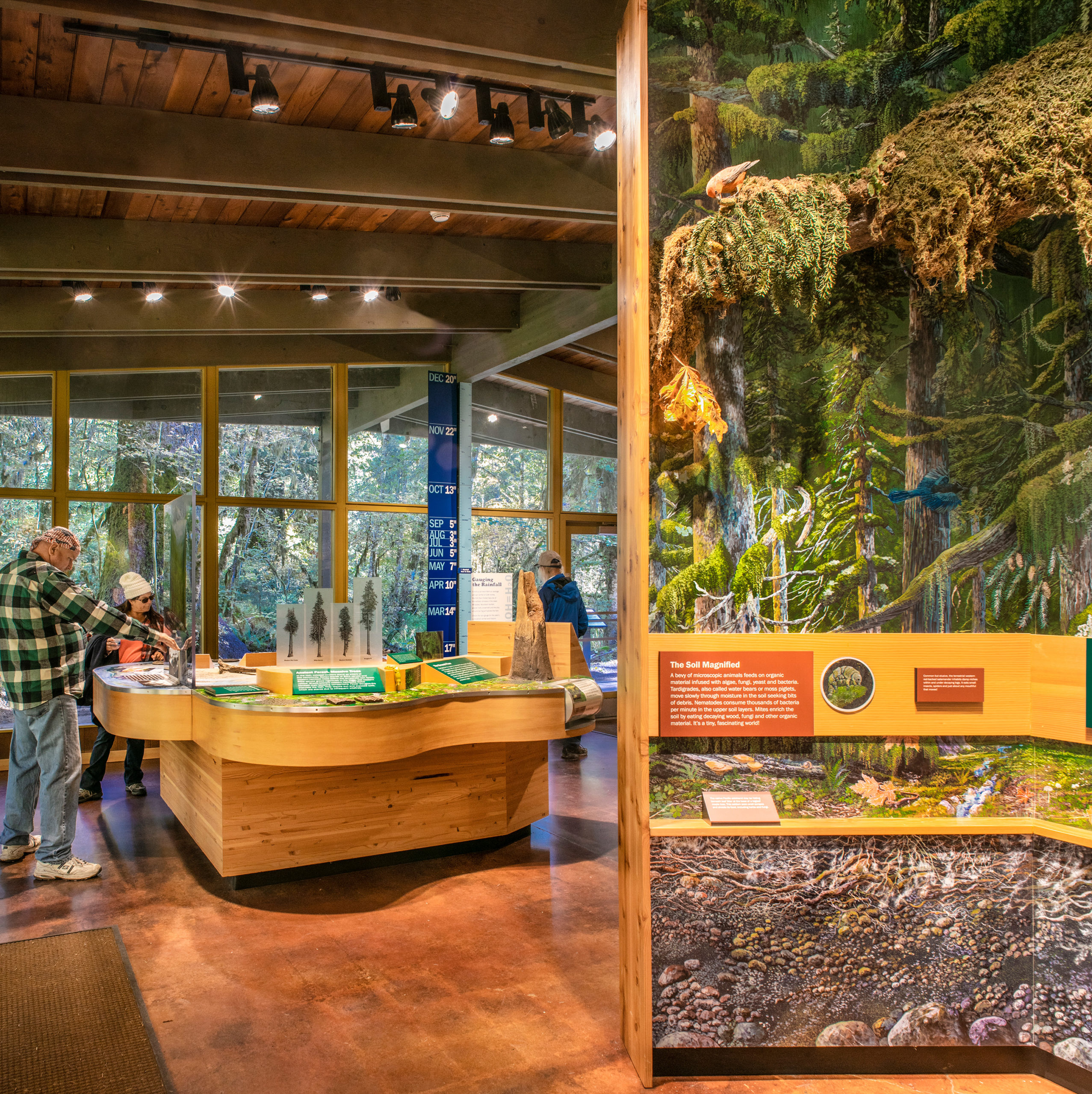 an exhibit showing several kinds of moss that grow in the Olympic National Park