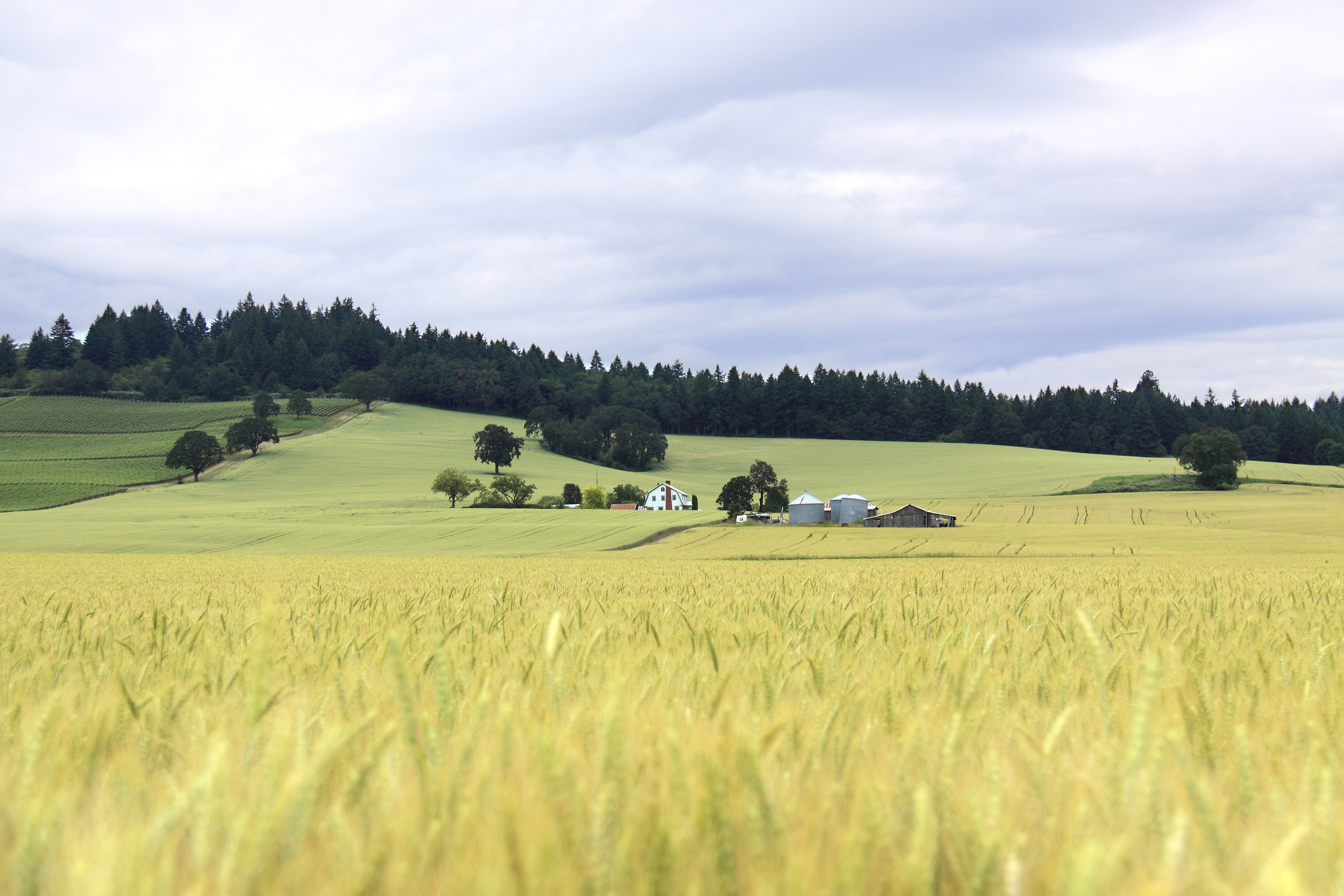 Golden wheat grass in foreground with green vineyard and farmhouse on hill in background in scenic Willamette Valley, near Dundee, Oregon.