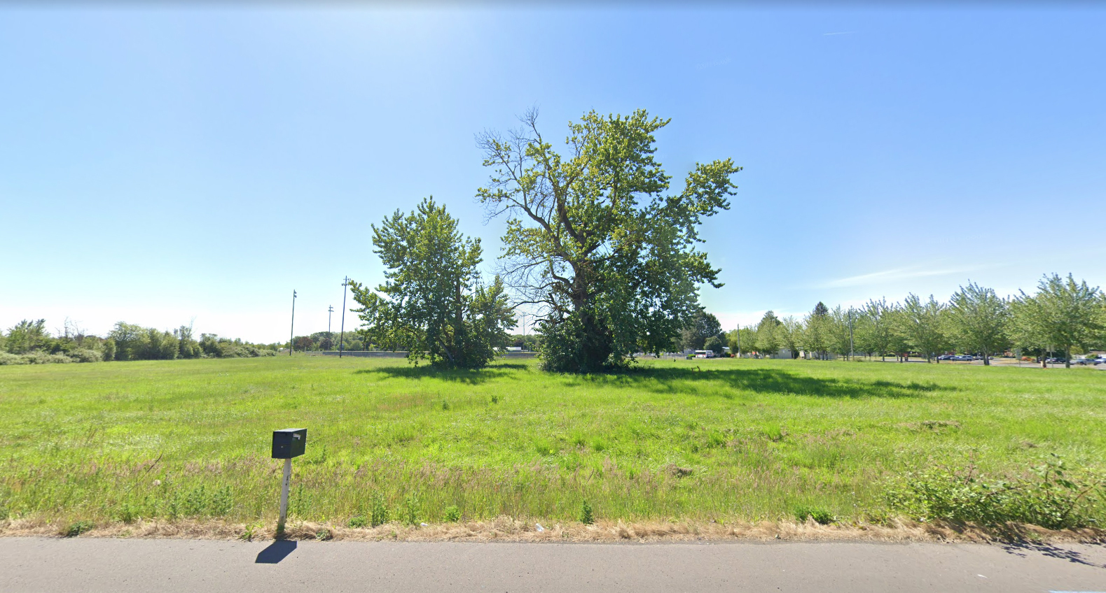 Taken from the street, this photo shows a mailbox in front of a field, with two cottonwood trees in its center
